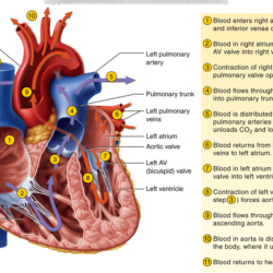 Hesi case study abdominal assessment