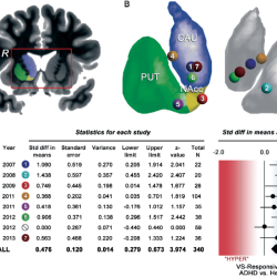 During adolescence impulsivity declines and analytic thinking